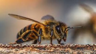 Nueva York protegerá sus abejas con hoteles y búnkeres en calles y plazas públicas