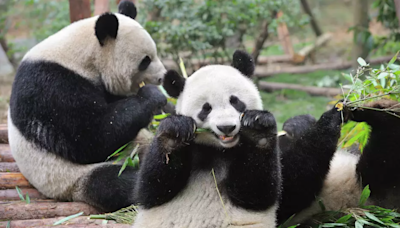 'Cute, cuddly' giant pandas will soon call San Francisco home, Mayor Breed announces