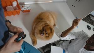 Which states have the highest and lowest risk of pet illnesses? | FOX 28 Spokane