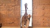 Who's new at the Abilene Zoo? Baby giraffe joins the herd