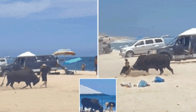 Distressing moment a wild bull attacks a tourist in front of onlookers on popular Mexico beach: ‘Get away!’