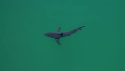 Sharks are congregating at a California beach. AI is trying to keep swimmers safe