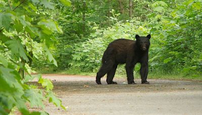 Bear put down after biting woman who was gardening in North Vancouver