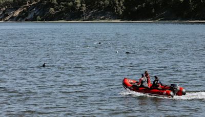 Cape Cod mass stranding of more than 140 dolphins confirmed to be largest in US history