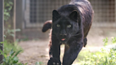 Introducing Roza, star of the Nashville Zoo's soon-opening Leopard Forest