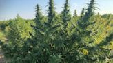 Hemp growing well in Arkansas, Oklahoma for CBD oils