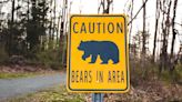 California confirms first fatal black bear attack on human