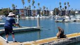 Sea lion with knife 'embedded' in face rescued in California