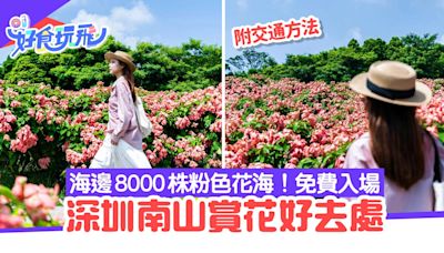 深圳南山賞花｜流花山公園「粉色花海」 8000株粉紙扇花沿路盛開