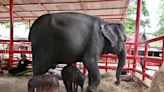 'Miracle' at Thailand zoo as elephant mother gives birth to twins