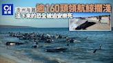 澳洲海灘多達160頭領航鯨大規模擱淺 26頭死亡其餘或被迫安樂死