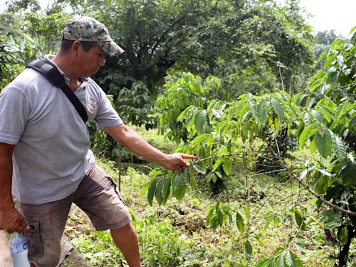 La sequía afecta el 80 % de las cosechas de los cafetaleros de la frontera sur de México