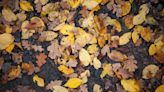 This Fungus Can Take Over Your Yard If You Don't Rake Your Leaves