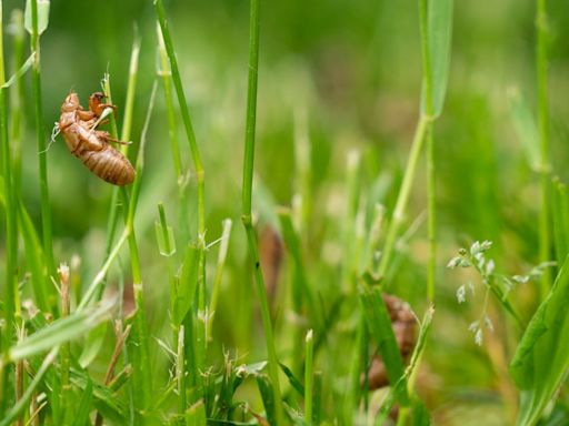 Which cicada broods are emerging where? Here's a map for Illinois