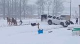 Watch an Amish Horse Team Pull a GMC Yukon Out of an Icy Ditch