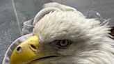 A bald eagle, believed to have been a nesting bird, was found illegally shot in Dane County