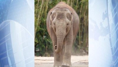 Dublin Zoo announces death of seven-year-old elephant