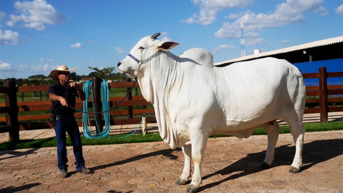 Meet Viatina-19, the world’s most expensive cow worth more than £3m