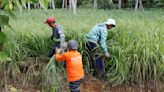 Citronella Farmers In Agusan Del Sur See Bright Prospects In Marketing Essential Oil