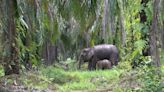 Elefantes dependen de proteger su entorno frente al desarrollo, dice experta