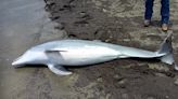 Dolphin found shot dead on Louisiana beach; officials offer $20,000 reward for info