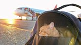 American Airlines is relaxing its pet policy and making it cheaper to fly with furry friends