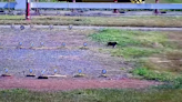 Cachorro invade pista de aeroporto e mobiliza resgate por quase uma hora em Guarulhos, SP