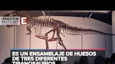 Descubren que T. Rex era de sangre caliente y era capaz de generar calor interno