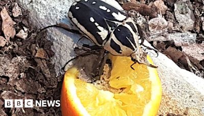 Stratford-upon-Avon Butterfly Farm puts spotlight on beetles
