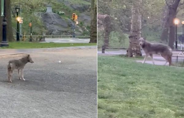 Watch: "Giant" Coyote Prowls New York City's Central Park