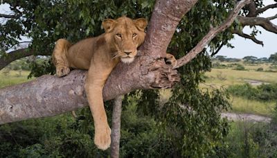 Three-Legged Lion Filmed Making Record Swim In Crocodile-Infested Waters