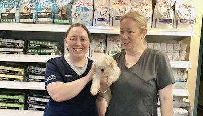 Shih tzu puppy blinded in dog attack finds loving new home in Wicklow