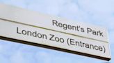 A day at London Zoo, world’s oldest scientific zoo