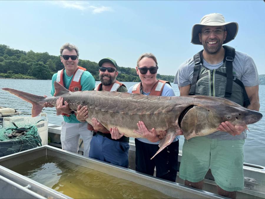 220-pound fish caught in Hudson River