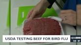 USDA testing beef for bird flu