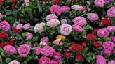 Expert shares tips on how to care for roses and get them in full bloom