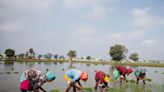 Indian farmers rush to plant summer crops as monsoon revives