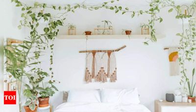 Plants to keep in the Bedroom - Times of India