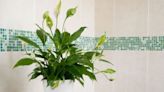 Four purifying houseplants which tackle ‘existing mould’ in your bathroom