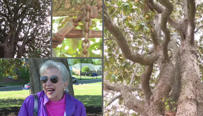 Family reveals secrets about 'Meemaw's Tree,' 170-year-old Southern Magnolia, at Virginia State University