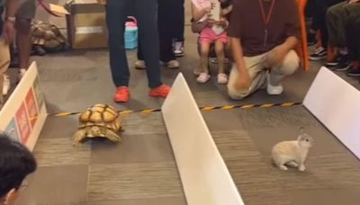 This Adorable Race Between Tortoise And Hare Brings Classic Fable To Life - News18