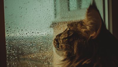 Family Builds Coolest 'Catio' in RV For Their Maine Coon Cats' Playtime