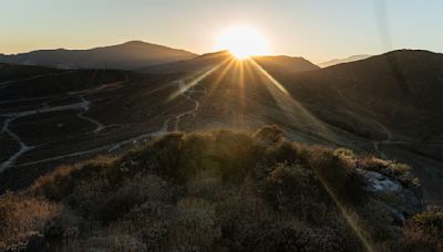 Californian tree that survived the Ice Age now in grave danger