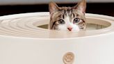 This Iris top-entry litter box ended my long search for a cat commode — here's why