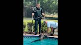 Alligator captured in Florida pool, but deputy’s reaction is what has people talking