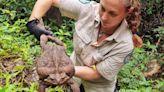 ‘Toadzilla,’ record-breaking giant cane toad, discovered in Australia