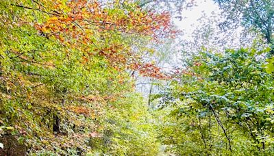 A Hiker's Path: Hunting for evidence of the old Tulip Tree Trace trail