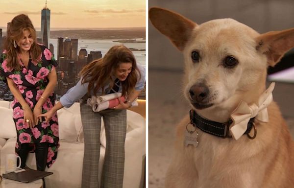 Drew Barrymore's dog derails Eva Mendes interview as he continuously chews on the star's dress: "Are you guys seeing this?"