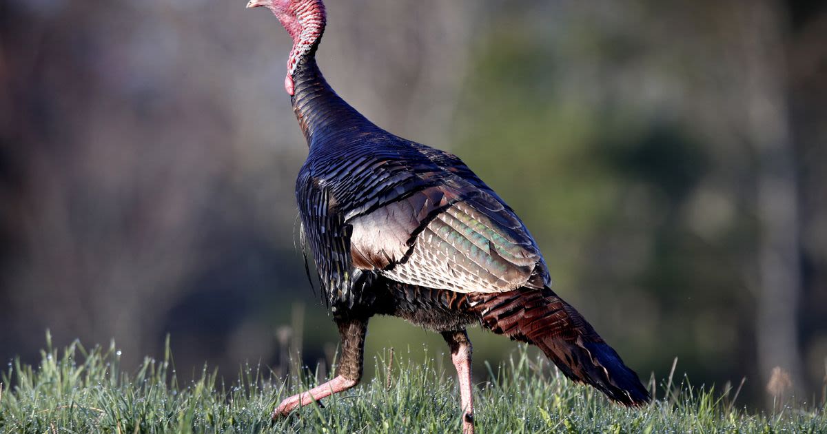 Hunters harvest more than 10K turkeys during spring season