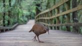 US reality show contestant kills and eats protected bird in New Zealand